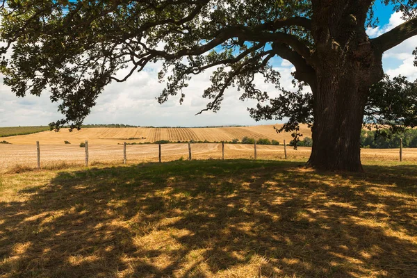 Summer Morning Shade Old Oak Tree — Stock Photo, Image