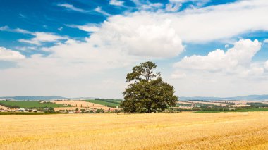Eski meşe tarlanın ortasında tek başına duran