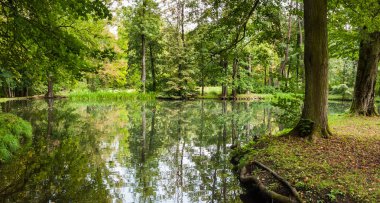 Sakin göl suyu yaprak döken ağaçların yansıması ile huzurlu park alanı