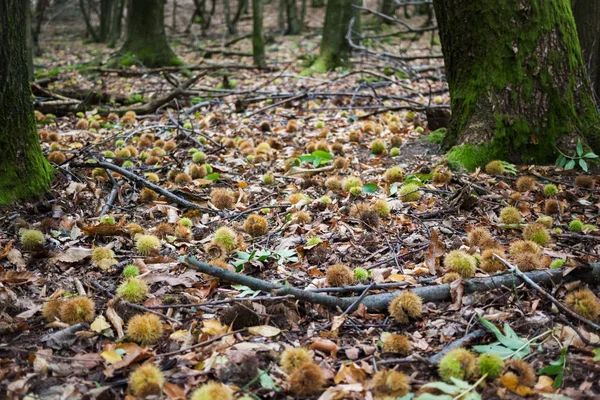 Skog Jord Full Kastanj Igelkottar Med Många Frön Inuti — Stockfoto