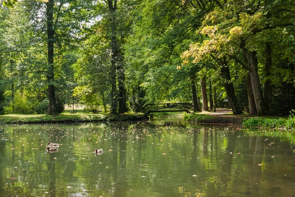 Vackra Sjön Och Träd Färgglada Forest Park — Stockfoto