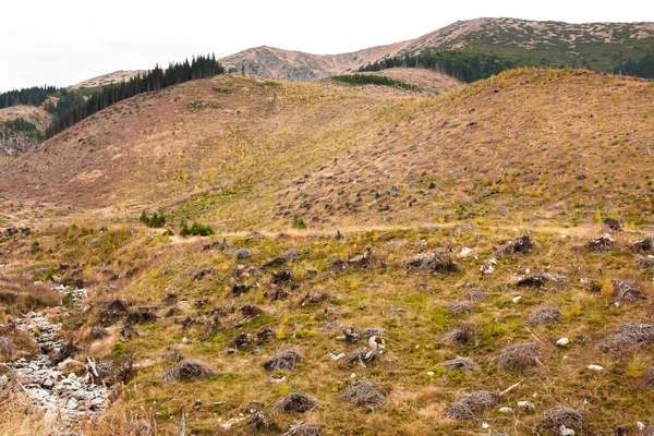 Kütükleri Orman Içinde Slovak Düşük Tatras Ulusal Park Aşağı Kesim — Stok fotoğraf