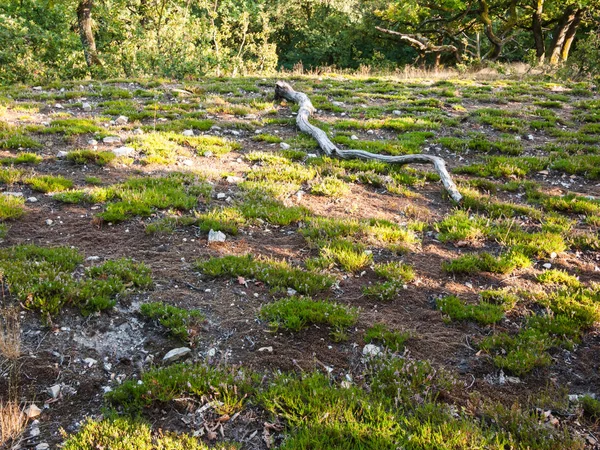 山ヒース酸性土壌の植生が貧弱 — ストック写真