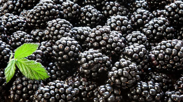 Fresh picked Blackberries background decorated with green leaf close-up