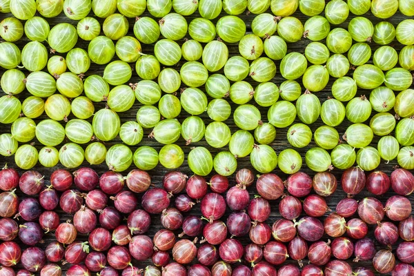 Layout de cor de groselhas frescas colhidas — Fotografia de Stock