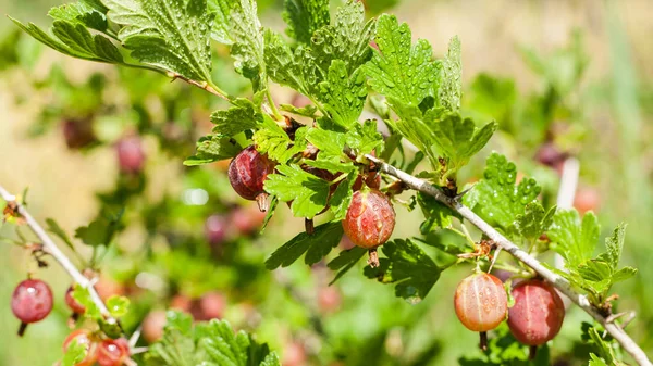 Крупный план выращивания органических ягод — стоковое фото