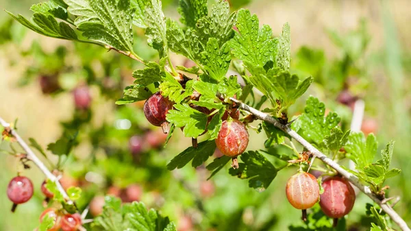 Cultiver des baies biologiques Gros plan — Photo