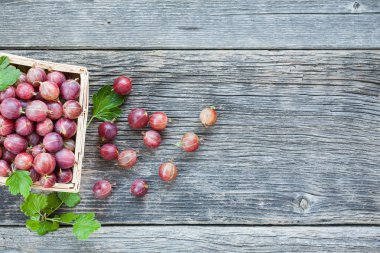 Olgun kırmızı Bektaşi üzümü hasat