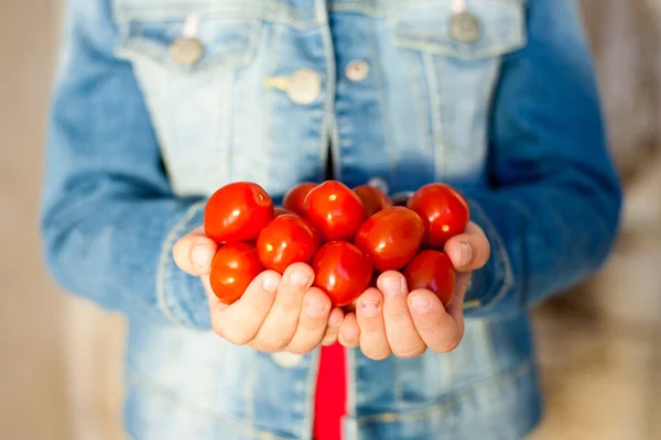 Chica Joven Recogió Algunos Tomates Rojos Pequeños Sus Manos Imágenes de stock libres de derechos