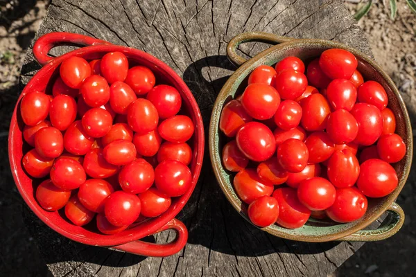Świeżo Zebrane Pomidory Misach Umieszczonych Pniu Drzewa Ogrodzie Miejskim — Zdjęcie stockowe