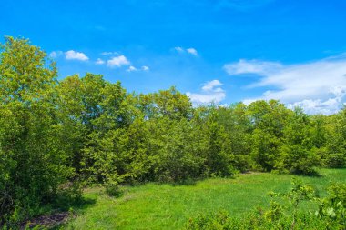 Ağacı görüntüle ve bulutlar mavi gökyüzü, yemyeşil yeşil alan ve orman