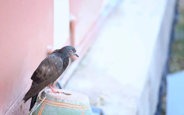 Bird Fluffy Ruffled Sick Pigeon Sitting Pot — Stock Photo, Image