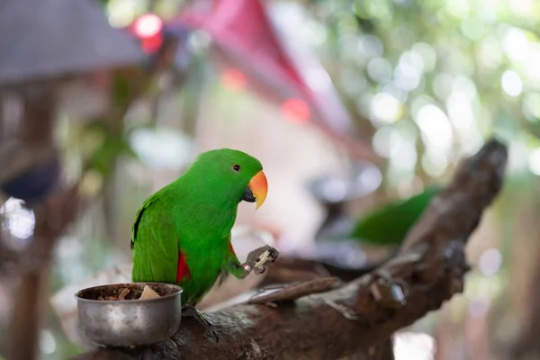 Bellissimo Pappagallo Verde Ara Verde Grande Seduto Sul Vecchio Ramo — Foto Stock