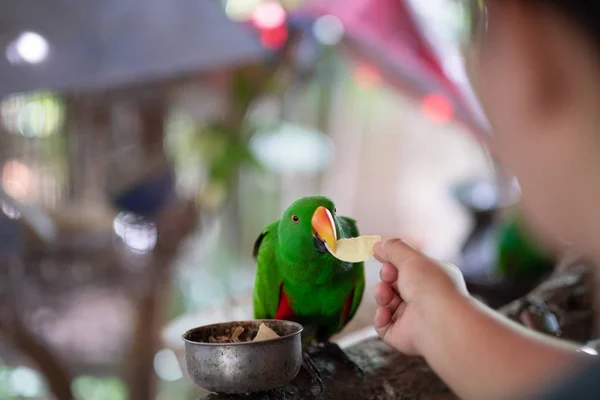 Donne Mano Dare Patata Bellissimo Pappagallo Verde Great Green Macaw — Foto Stock