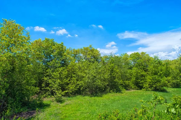 Ağacı görüntüle ve bulutlar mavi gökyüzü, yemyeşil yeşil alan ve orman