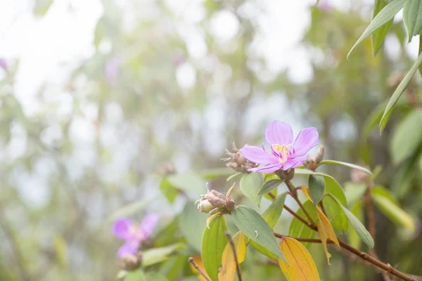 Квіти Віолончелі Фоні Зеленого Якого Поля — стокове фото