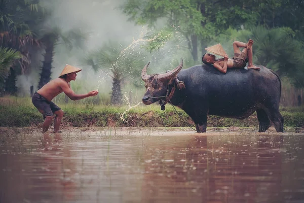 Porträt Eines Asiatischen Jungen Der Gerne Mit Büffeln Spielt Landwirt — Stockfoto