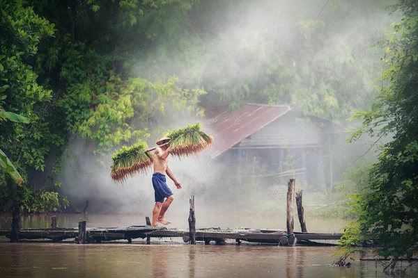 Rizs Gazdálkodás Mezőgazdasági Termelők Nőnek Rizs Esős Évszak Séta Híd — Stock Fotó