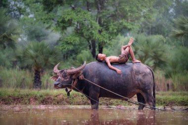 Asya ülke çocuk yalanlar üzerine pirinç alan, buffalo, çocuk üzerinde bufalo uyur..