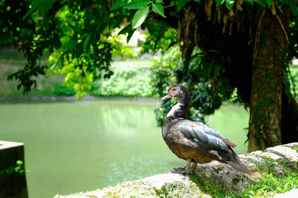 Pato Torno Uma Lagoa Fundo Natureza Selvagem Muito Amigável — Fotografia de Stock