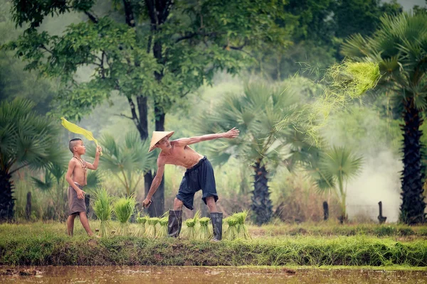 Életmód Délkelet Ázsiai Emberek Mező Vidéki Thaiföldön Távolabb Fia Rizs — Stock Fotó
