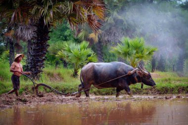 Yağmur mevsimi, kırsal kırsal Tayland, Vietnam çiftçi buffalo ile pirinç bitki için azimle bufalo kullanan Asyalı adam