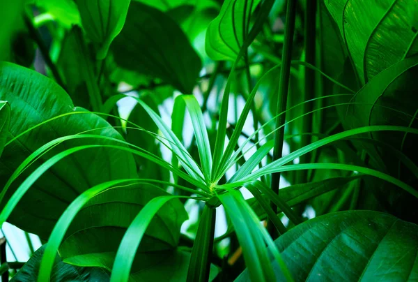 Padrão Folhas Tropicais Folhas Verdes Conceito Natureza Fundo Natural Fundo — Fotografia de Stock
