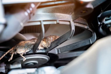 Auto mechanic clean dirty air fan form mouse.It try collect garbage to build rat's nest in car. technician repairs problem clipart