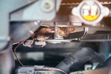 Otomatik mekanik temiz kirli hava fan formu fare. Bu araba içinde sıçan yuva kurmak için toplamak çöp deneyin. teknisyen onarım sorunu