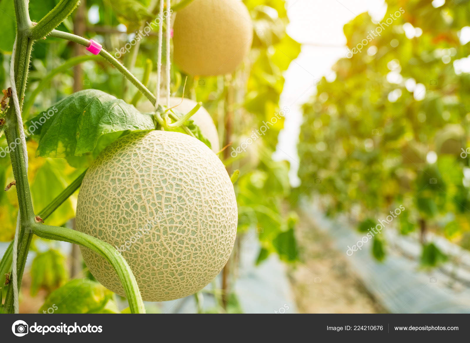 Fresh Melon Cantaloup Melon Growing Greenhouse Farm Which Has Sweet Stock Photo C Tongpatong 224210676