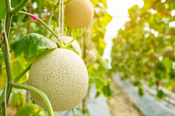Taze kavun veya bir tatlı tadı vardır sera grupta büyüyen Cantaloup kavun.