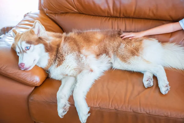 Siberian husky dog tongue lying on a sofa at home in the living room