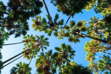 İlkel orman, yeşil treetop, doğada genç en iyi ağaç Ban gübre District, Udon Thani İl Tayland, seçici odak