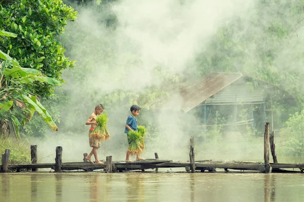 Ázsiai Gyerekek Mezőgazdasági Termelő Rizs Fából Készült Hídon Előtt Termesztett — Stock Fotó