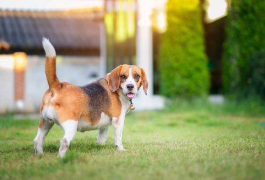 Yeşil çimenlerin üzerinde yürüyüş beagle köpek