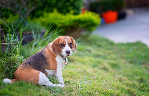 Beagle puppy sitting on green grass, Portrait cute Beagle dog