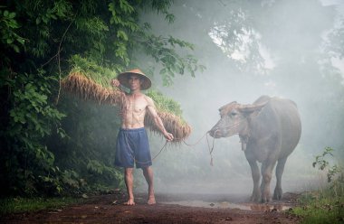 Bir çiftçinin akşam hayatı bufalo ile eve geri yürümek