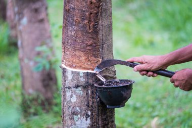 İşçi çiftçiler elleriyle kauçuk bir ağaçtan bıçakla lateks çıkarıyorlar.