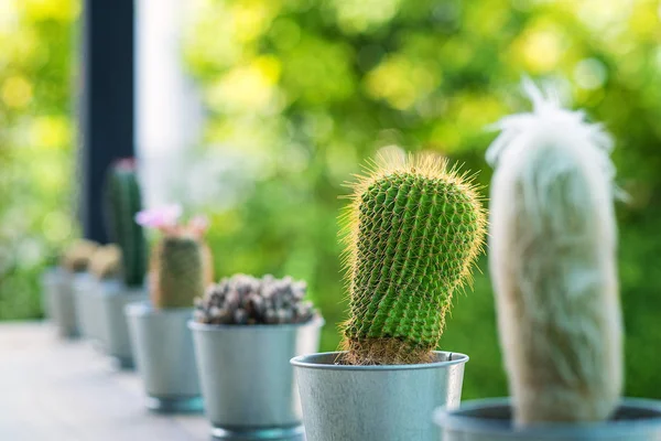 Close-up van Globe gevormde cactus met lange doornen whit vervagen ACHTERG — Stockfoto