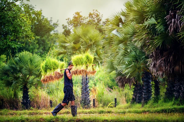 Cultivo de arroz, Los agricultores cultivan arroz en la temporada de lluvias local countr —  Fotos de Stock