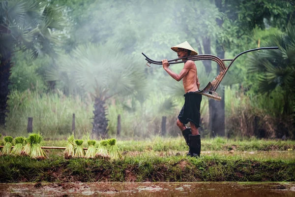 Camponês tailandês trabalha em campo de arroz, Campo Rural da Tailândia — Fotografia de Stock