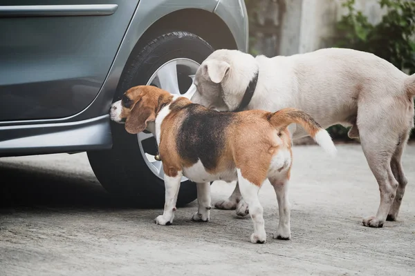 Köpek beagle kokulu ve çiş önce araba tekerleği etrafında anket, 