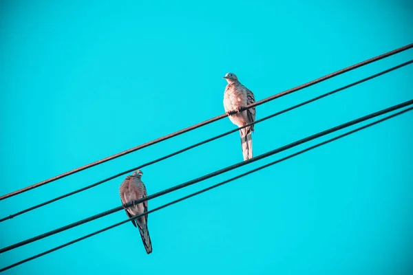 Kuşlar aşk, elektrikli kablo hattı üzerinde Iki küçük kuşlar, kuşlar PE — Stok fotoğraf