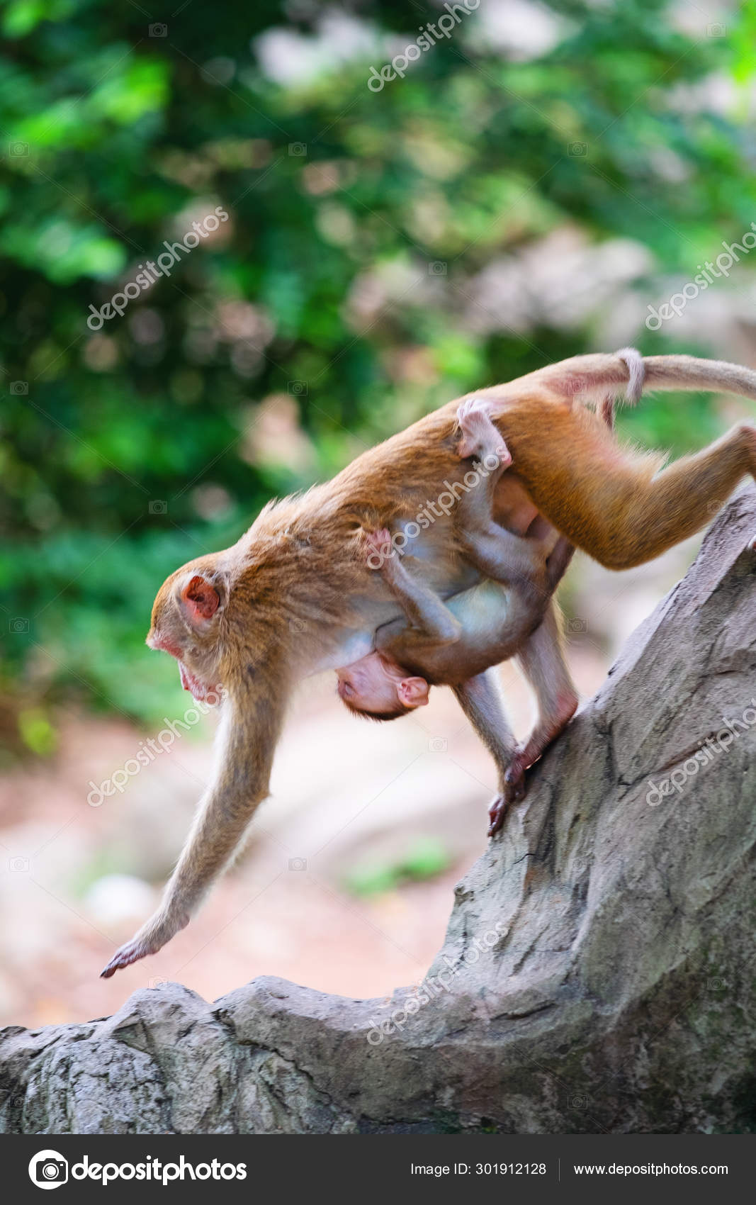 Mother Monkey And Baby Monkey Walk On Rock With Love Stock Photo Image By C Tongpatong Mother Monkey And Baby Monkey Walk On Rock With Love Stock Photo Image By C Tongpatong