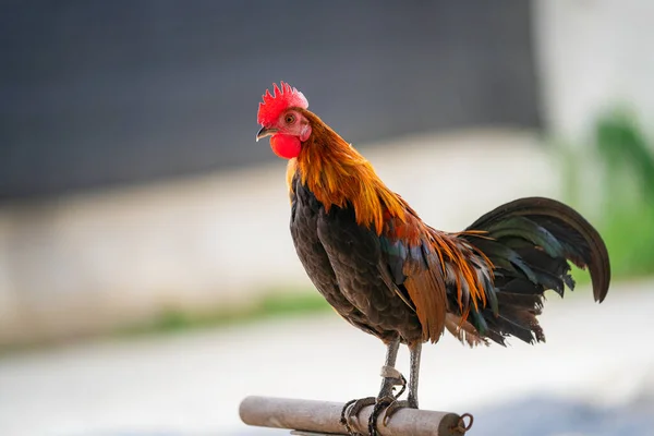 Full Body Adult Rooster Chicken Farm — Stock Photo, Image