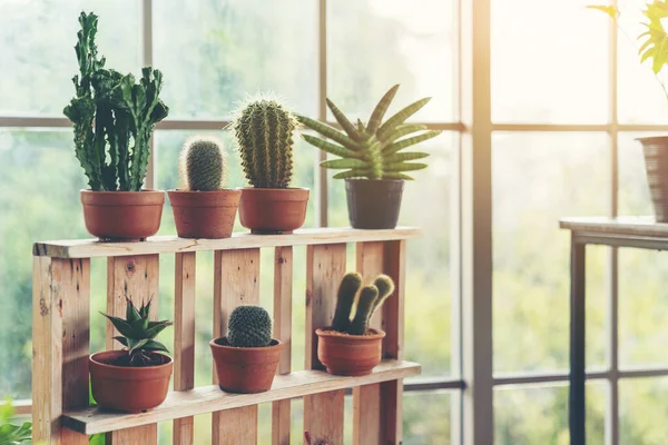 Scandinavische Kamer Interieur Met Planten Cactussen Sappige Samenstelling Design Hipster — Stockfoto