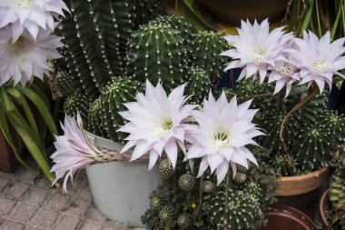  Paskalya lily kaktüs çiçek 