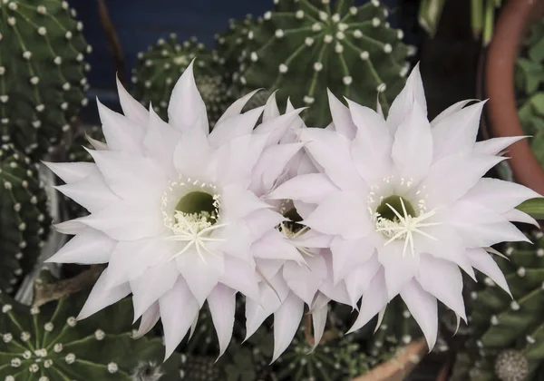 Květiny Lilie Velikonoční Kaktus — Stock fotografie