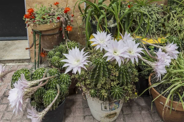 Bloemen Van Lelie Van Pasen Cactus — Stockfoto