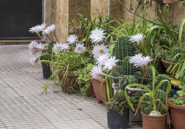 Flores Cactus Lirio Pascua Fotos De Stock Sin Royalties Gratis